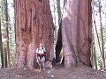 Dave in the Giant Forest - Sequoia NP