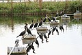 Double-crested Cormorants - Everglades