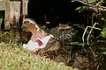 American Alligator - Shark Valley, Everglades N.P.