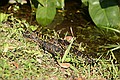 American Alligator - Shark Valley, Everglades N.P.