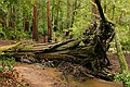 Ancient Redwood Fallen Across Creek