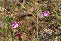 Four-Spotted Clarkia (Clarkia purpurea)