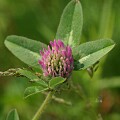 Wildflower, Mount Greylock, Massachusetts