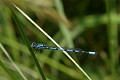 Damselfly, Berry Pond, Pittsfield State Forest