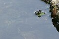 Frog, Berry Pond, Pittsfield State Forest