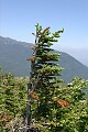 Wind-stunted tree, Mount Washington