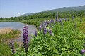 Lupines and Pond at Crawford House, New Hampshire