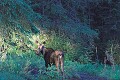 Moose (Alces alces)<br />Berlin, New Hampshire