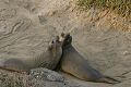 Young elephant seals (Mirounga angustirostris)