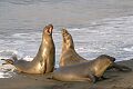 Elephant seal (Mirounga angustirostris) males battling