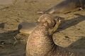 Bull elephant seal (Mirounga angustirostris)