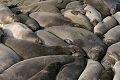 Sleeping elephant seals (Mirounga angustirostris)
