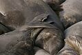 Sleeping elephant seals (Mirounga angustirostris)