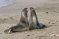 Elephant seal (Mirounga angustirostris) males battling