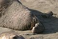 Sleeping elephant seal (Mirounga angustirostris)