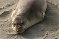 Young elephant seal (Mirounga angustirostris)