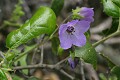 Fiesta Flower (Pholistoma auritum var. auritum)
