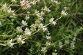 White sage (Salvia apiana)