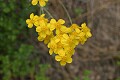Golden yarrow (Eriophyllum confertiflorum var. c.)<br />