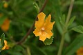 Sticky monkeyflower (Mimulus aurantiacus)