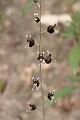 Jewelflower (Streptanthus glandulosus)