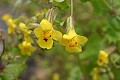 Yellow monkey flower (Mimulus guttatus)