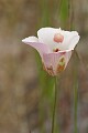 Mariposa lily (Calochortus venustus)
