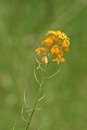 Douglas' wallflower (Erysimum capitatum ssp. c.)<br />