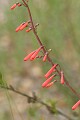 Scarlet bugler (Penstemon centranthifolius)<br />
