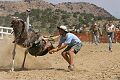 Ostrich Races - Virginia City, Nevada 