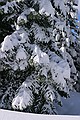 Snow-covered branches