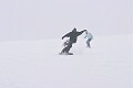 Snowboarder carves a turn