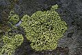 Lichen, Cascade Canyon