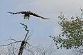 Bald Eagle (Haliaeetus leucocephalus), Oxbow Bend