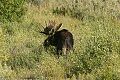 Bull Moose (Alces alces) 