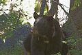 Black Bear (Ursus americanus), Suprise Lake Trail