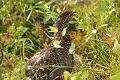 Ruffled grouse (Bonasa umbellus)
