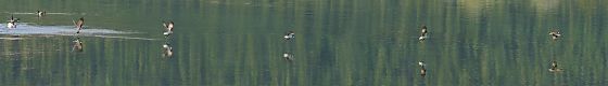 Osprey fishing sequence, Oxbow Bend