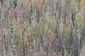Fire-damaged forest, Yellowstone National Park