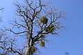 Mistletoe on an oak tree