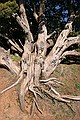 Juniper tree roots