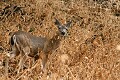 Blak-tailed Deer (Odocoileus hemionus ssp. columbianus)