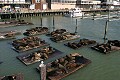 California Sealions at Pier 39