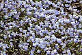 Carpet of Torrey's Blue Eyed Mary (Collinsia torreyi)
