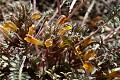 Pinewoods Lousewort (Pedicularis semibarbata)