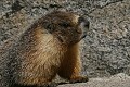 Yellowbelly Marmot (Marmota flaviventris)