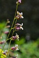 Mountain Jewelflower (Streptanthus tortuosus) 