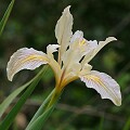 Siskiyou Iris (Iris bracteata)