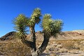 Joshua Tree (Yucca brevifolia), Rhyolite, Nevada