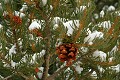 Pion Pine (Pinus monophylla)